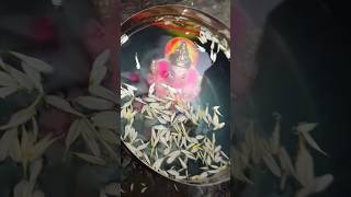 Ganesh Visarjan at home our ganeshfestival happy time love god shorts viralvideo [upl. by Enamart]