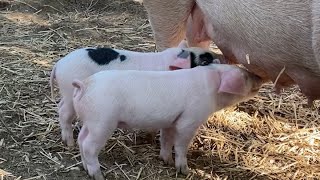 Piglet update and why we have a KuneKune pig it was a BAD situation [upl. by Christa]