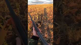 quail drahthaar hunting killshot shorts huntingmemories მწყერი დრათჰაარი ნადირობა [upl. by Wiskind170]