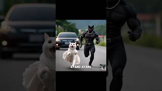 Dikejar Kucing Jalangkucing kucinglucu cat catlover cute cutecat [upl. by Naneik440]