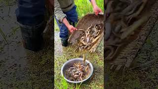 The process of catching loaches in paddy fields [upl. by Niwri]