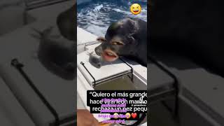 la foka enfurecida por la anchoita ðŸ¤£ðŸ˜† [upl. by Notsirt]