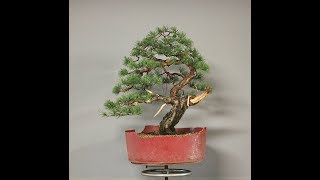 Pinus sylvestris [upl. by Roinuj776]