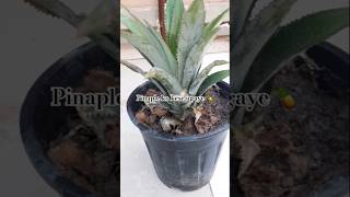 How to grow pinaple at homeananasplants gardening youtubeshorts shorts [upl. by Lucais]