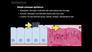 Identifying Layers and Shapes  Epithelium [upl. by Ogaitnas]