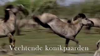 Paarden vechten in slow motion [upl. by Palecek]