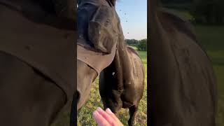 Horse coming when called [upl. by Halika]