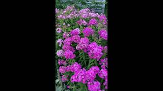 Plant Spotlight  Garden Phlox [upl. by Fairweather]