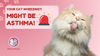 Does Your Cat Have Asthma Recognize the Signs 🐾💨 [upl. by Primavera]