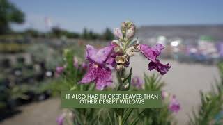 Chilopsis Desert Willow Bubba with August  Belmont Nursery Fresno CA [upl. by Enitsahc438]