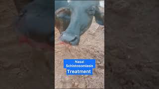 nasal schistosomiasis treatment [upl. by Ferullo577]