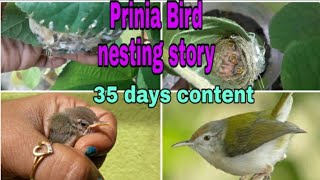 338Tailor Bird Nesting StoryHow I rescued two Prinia baby birdsAshy Prinianestingeggs hatching [upl. by Armbrecht]