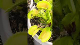 Venus flytrap catching a fly [upl. by Sanoy375]