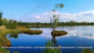 Hochmoorgebiet im Schwarzwald [upl. by Kendra]