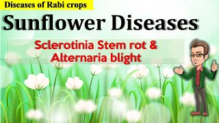 Diseases of Sunflower  Sclerotinia Stem rot and Alternaria Blight [upl. by Rundgren377]