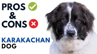 Karakachan Dog Pros and Cons  Karakachan Bulgaria Dog Advantages and Disadvantages [upl. by Ahseim]