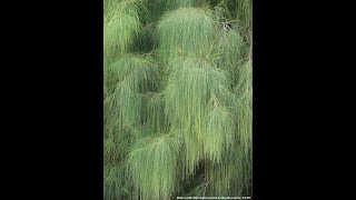 Casuarina Tree [upl. by Enyedy385]