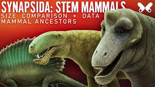 SYNAPSIDS StemMammals Size comparison and data Paleoart [upl. by Mechelle600]