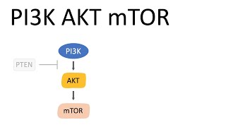 PI3K AKT mTOR Pathway and the effects [upl. by Dewees]