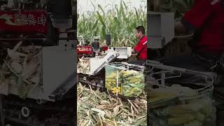 Corn harvesting  agriculture farmer cornharvester harvestingtool [upl. by Enelear734]