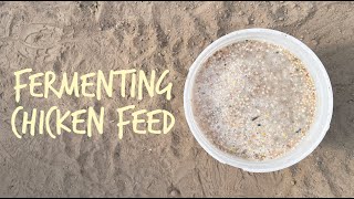 Why You Should Ferment Your Chicken Feed [upl. by Carrol]