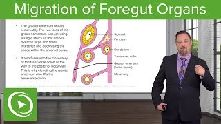 Foregut Organs Omentum amp Mesenteries – Embryology  Lecturio [upl. by Warden]