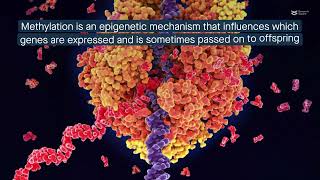 New mechanism for plant growthpromoting bacteria modifying the plants’ DNA methylation pattern [upl. by Burman611]