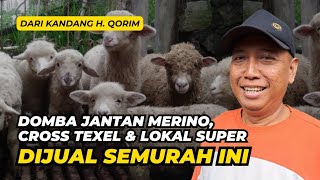 Review Harga Domba Jantan Merino Crossing dan Lokal Cuma 2 Jutaan  AGROTV9 [upl. by Oswin]