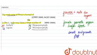 The male cone of Pinus is formed of Or In pinus male cone bears is large number of [upl. by Naed]