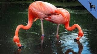 Bizarre Reasons Flamingos Eat Upside Down [upl. by Ettedanreb91]