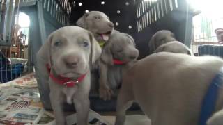 Weimaraner puppies four weeks old Cutest puppy video EVER [upl. by Icnan]