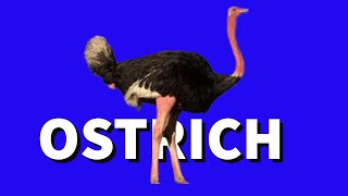 OSTRICH MATING [upl. by Eserahs]