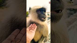 Jinka Bharosa veer hanuman monkey trending yshorts viral yshorts [upl. by Adnulahs962]