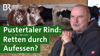 Vom Aussterben bedroht  das Pustertaler Rind  Unser Land  BR Fernsehen [upl. by Furlong408]