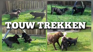 Touwtrekkende pups  Boer Gerrit vlogt [upl. by Nohsreg]