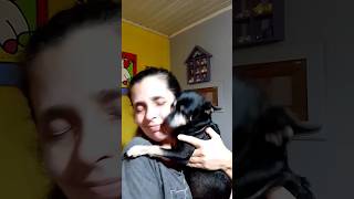 CALMA QUE É SÓ UM VÍDEO DE MÚSICA 😂 music pets pinscher [upl. by Suhpoelc]