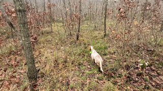 ÇULLUK AVI SARAY Beccacia Woodcock Hunting 2024 Gopro Hero 11 Shotkam Gen 4 [upl. by Akkina]