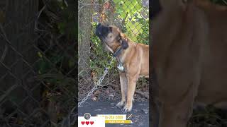 english mastiff dog foryou foryou like shree follow [upl. by Oisorbma]