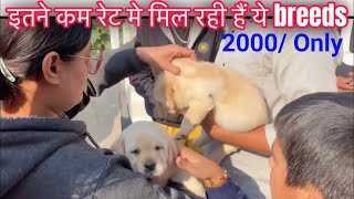 Cheapest Dog Market in India😄Dog price list 2024 Dogs Under 2000 doglover trending [upl. by Aramaj]