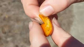 Diospyros rhombifolia diamondleaf persimmon October 13 2024 taste test not ripe yet Do not recommend [upl. by Nytsirt]