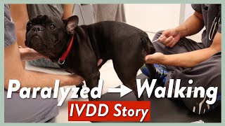 French Bulldog Is Diagnosed With IVDD [upl. by Ellivro]