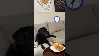 My dog did not disappoint me puppy mydog challenge labradoretriever dogchallenge amazingdogs [upl. by Silliw85]