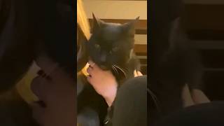 Cat Reveal ASMR asmrtriggers cats asmr asmrsounds tapping chocolateasmr whispering [upl. by Anaigroeg]