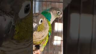 Green Cheeked Conure Beauty [upl. by Enelym]