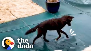 Coyote Spotted Playing With Neighborhood Dogs Meets Another Coyote  The Dodo [upl. by Elata]