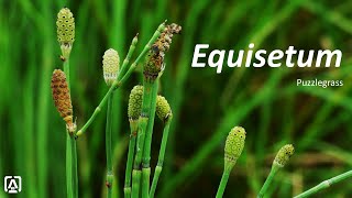 Equisetum [upl. by Ogata]