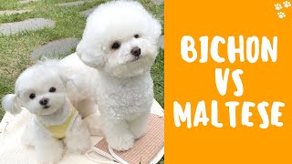 Bichon Frise vs Maltese  Which Dog Breed is Better Best Small Dog Breeds [upl. by Keslie692]