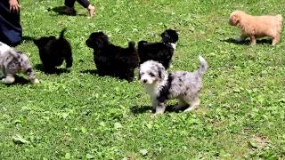 Mini Aussiedoodle Puppies for Sale [upl. by Pyle204]