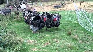 Tomales turkeys gobble back [upl. by Gennifer]