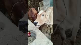 crazycow funny cow cute animals comedy animal shortsvideo sound loveallahﷻshortvideo [upl. by Anstus398]